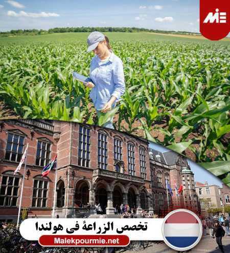 تخصص-الزراعة-في-هولندا